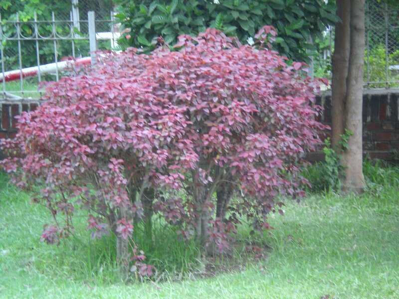 Red-leafed bush in a garden