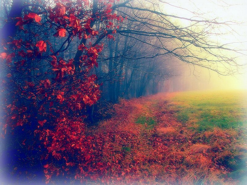 Red-leafed Bush in Fog