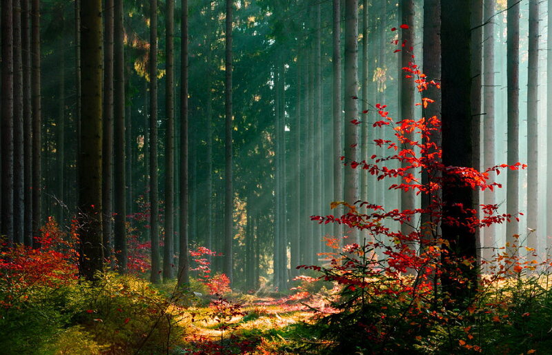 Red-leafed Bush in Forest