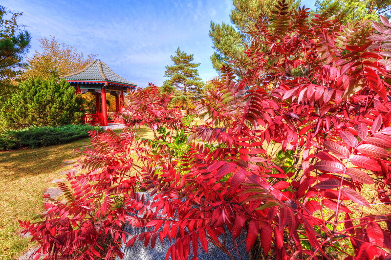 Red-leafed Bush in Garden