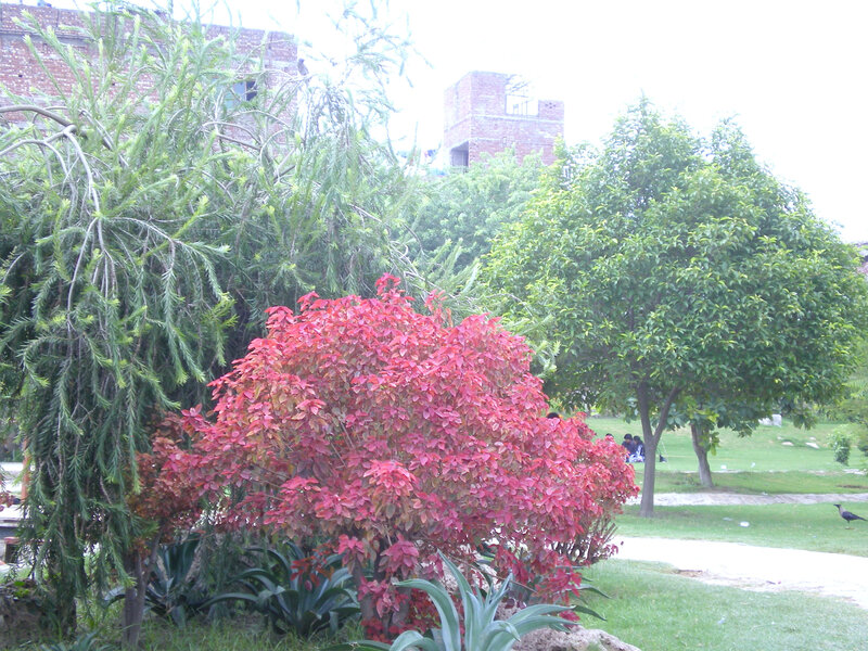 Red-leafed bush in park