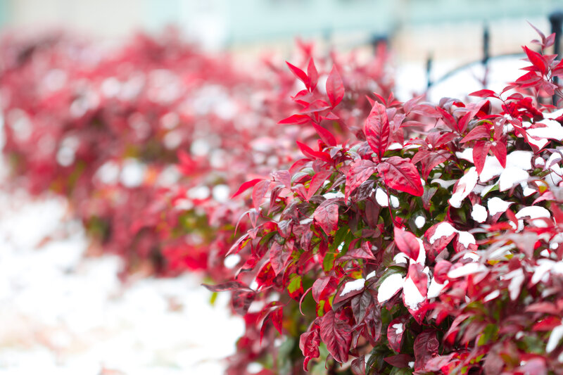 Red-leafed Bush in Snow — Red