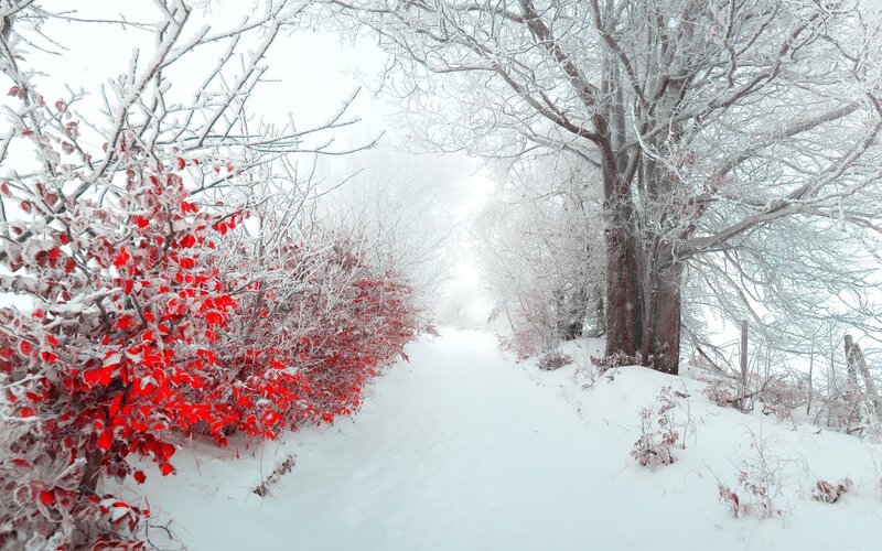 Red-leafed Bush in Snow