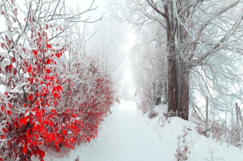 Red-leafed Bush in Snow — White, Serene