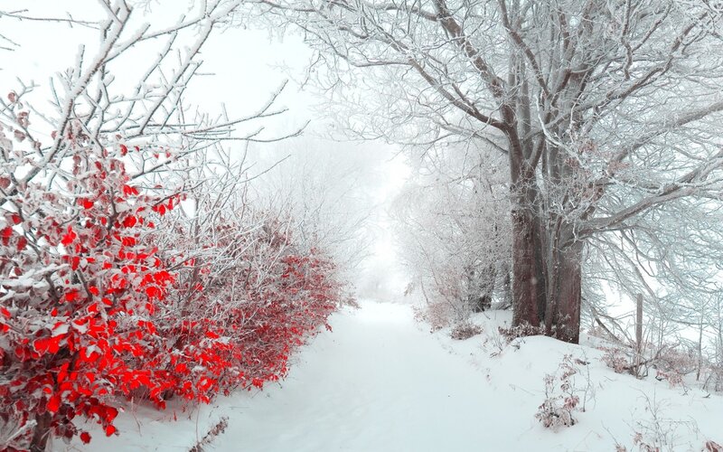 Red-leafed Bush in Snow — White