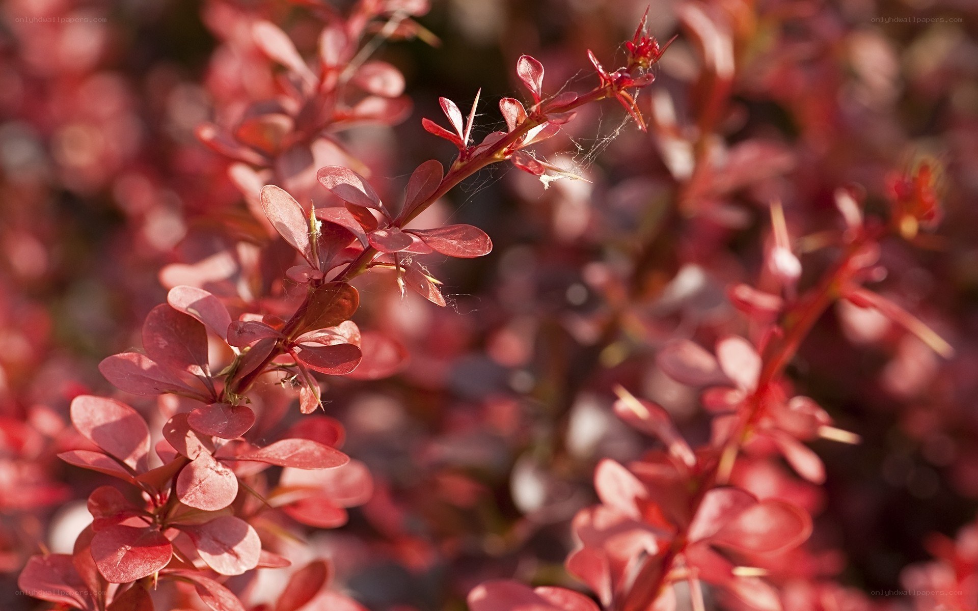 Red-leafed bush in sunlight