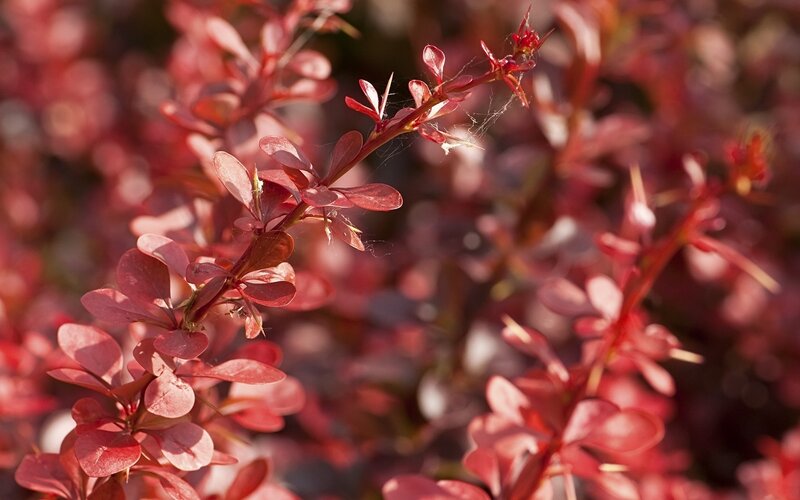 Red-leafed bush in sunlight
