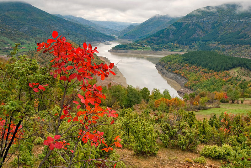 Red-leafed Bush in Valley