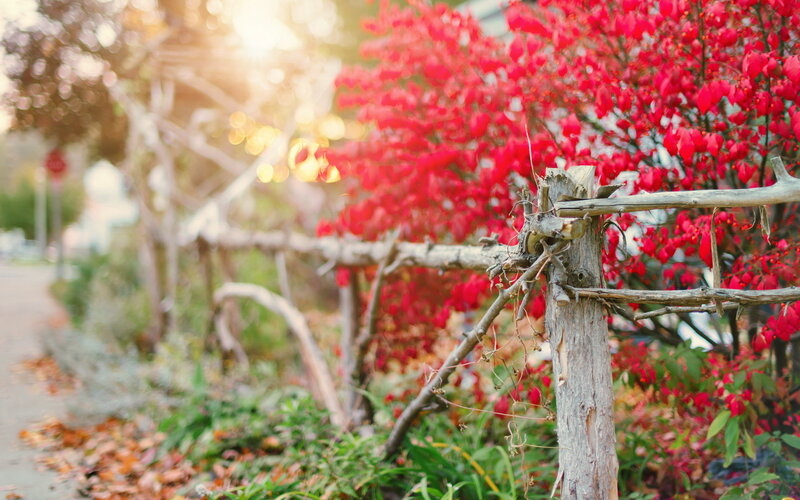 Red-leafed Bush Near Fence