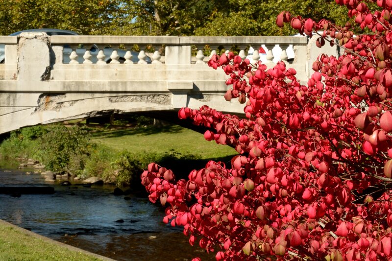 Red-leafed Bush Near River