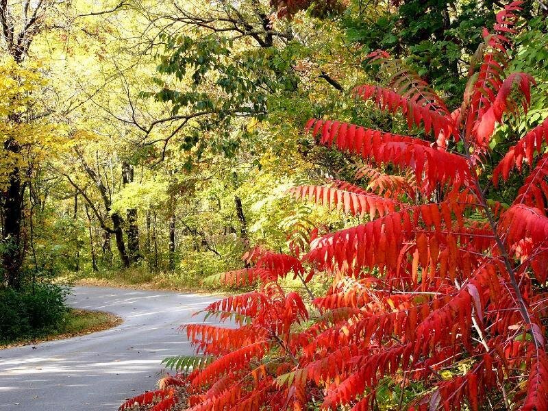 Red-leafed Bush on Road