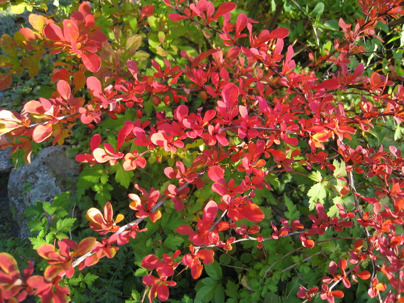 Red-leafed Bush — Red