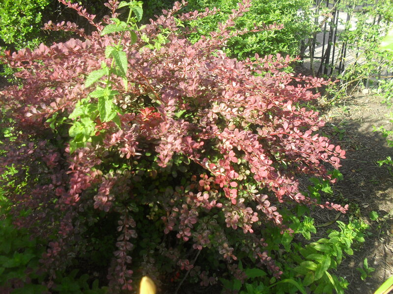 Red-leafed Bush