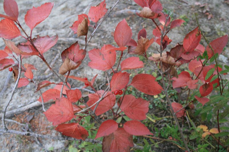 Red-leafed Bush with Berries — Red