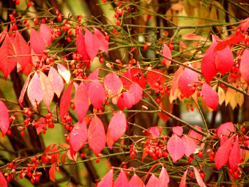 Red-leafed Bush with Berries