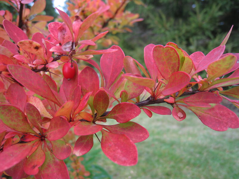 Red-leafed Bush with Berry