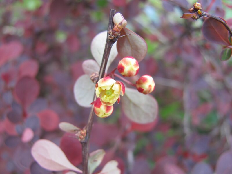 Red-leafed bush with flowers