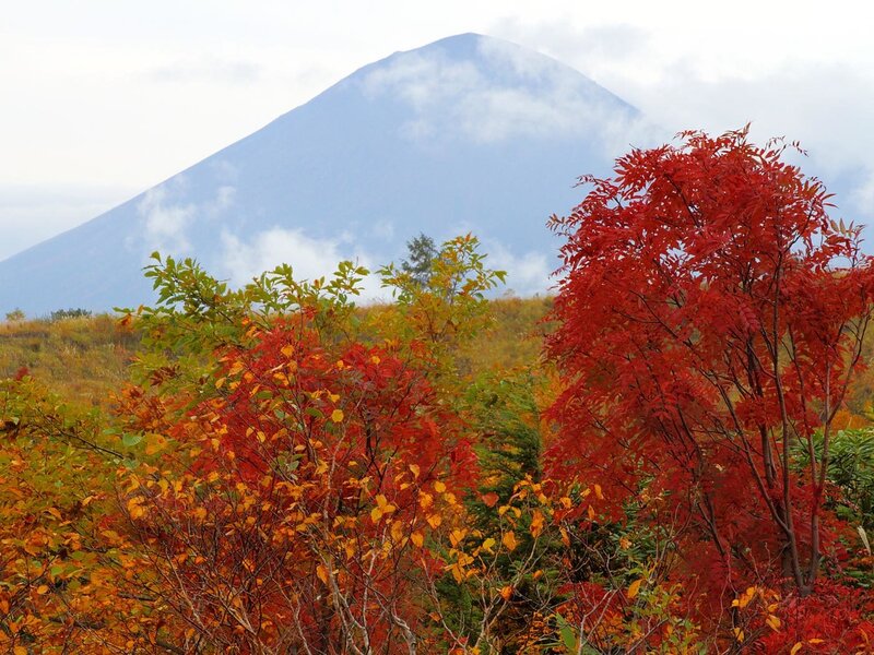 Red-leafed Bush with Mountain