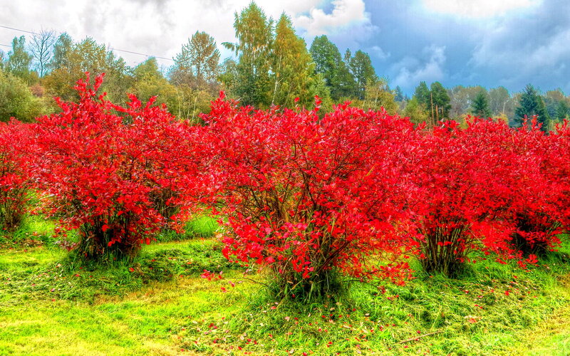 Red-leafed Bushes — Red