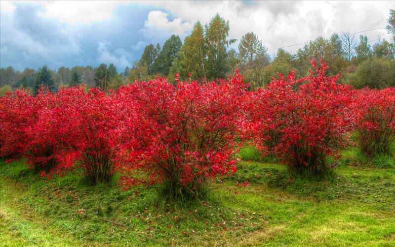 Red-leafed Bushes