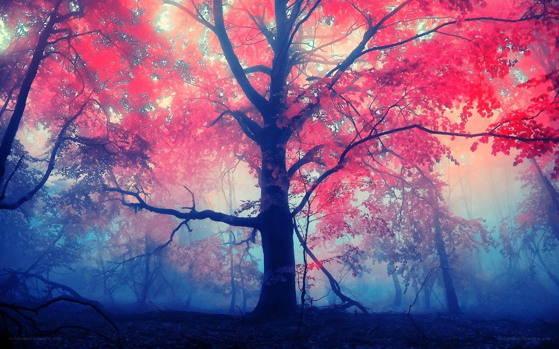 Red-leafed forest at dawn