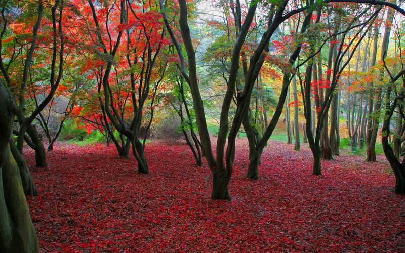 Red-leafed Forest Floor — Red, Serene, Autumn