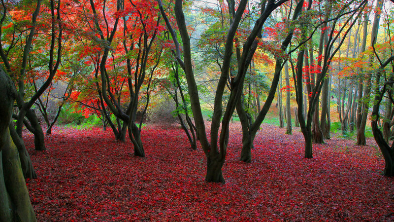 Red-leafed Forest Floor — Red, Serene