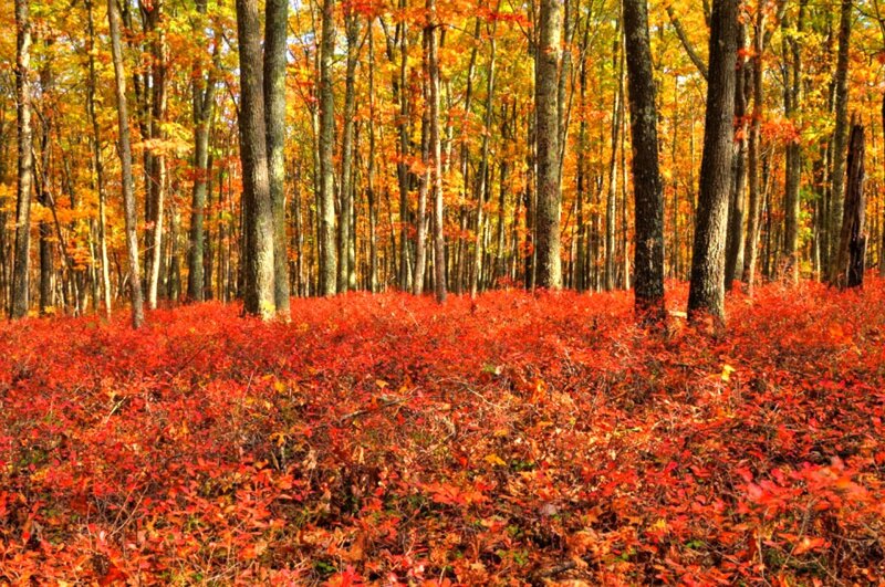 Red-leafed Forest Floor — Red