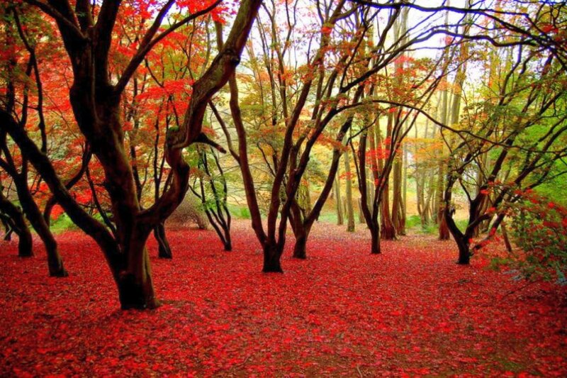 Red-leafed Forest Floor