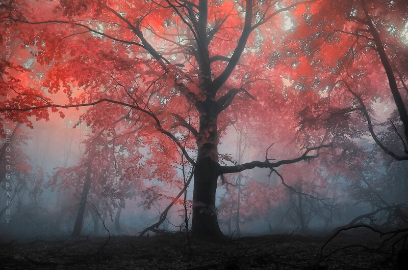 Red-leafed forest in mist