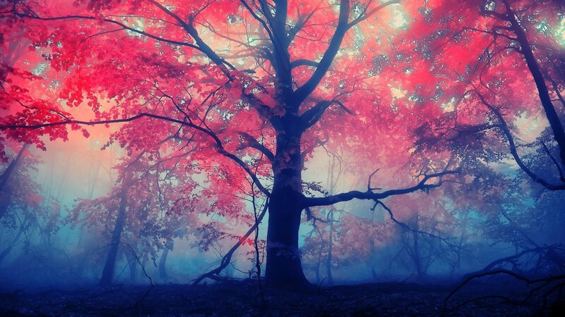 Red-leafed forest in mist