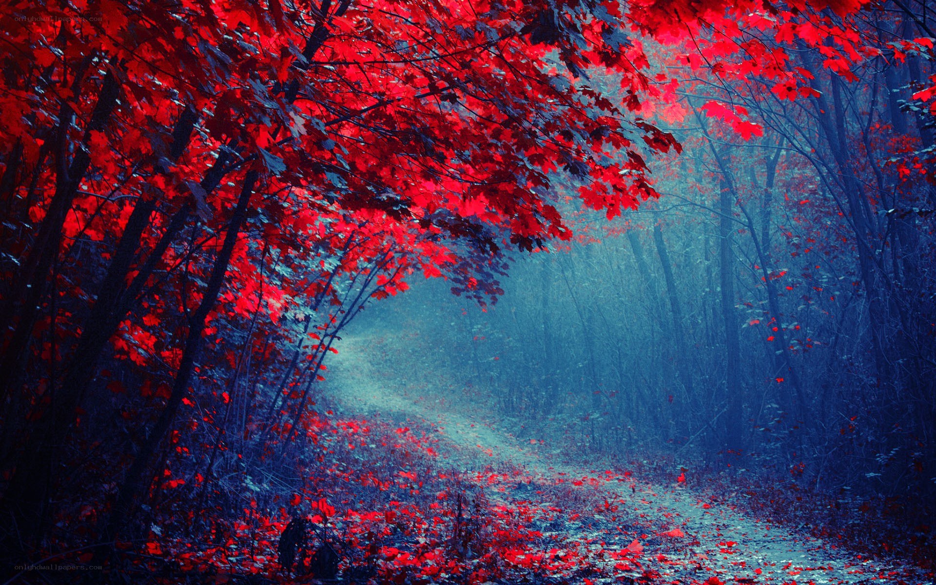 Red-leafed forest path