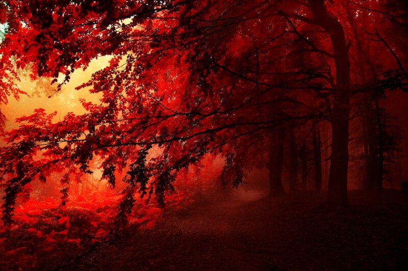 Red-leafed Forest Path — Red, Dramatic