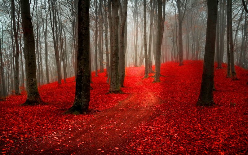 Red-leafed Forest Path — Red, Misty, Autumn, Photograph