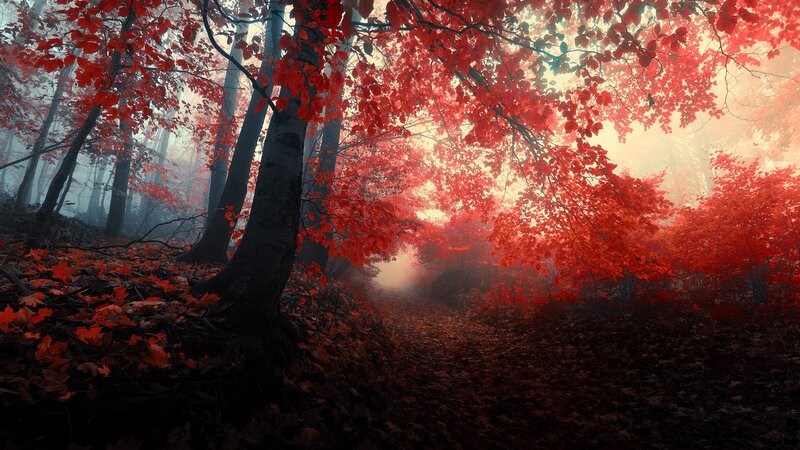 Red-leafed Forest Path — Red, Misty, Autumn, Photograph, Trees, Fog, Leaves, Black