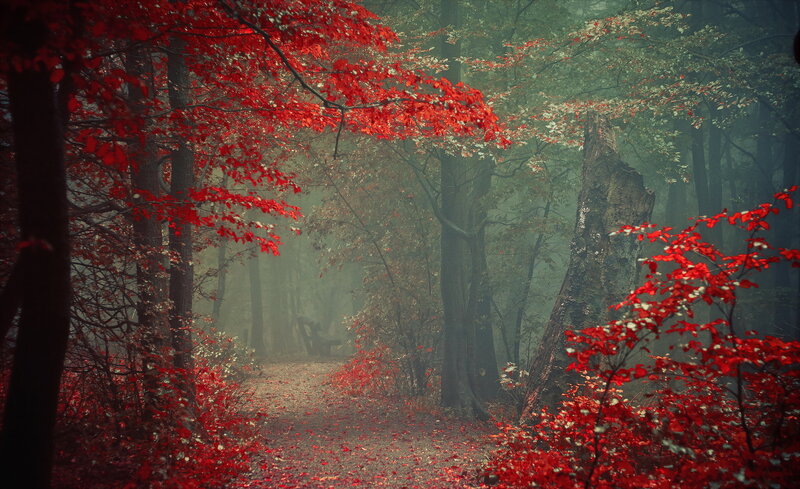 Red-leafed Forest Path — Red, Misty, Autumn