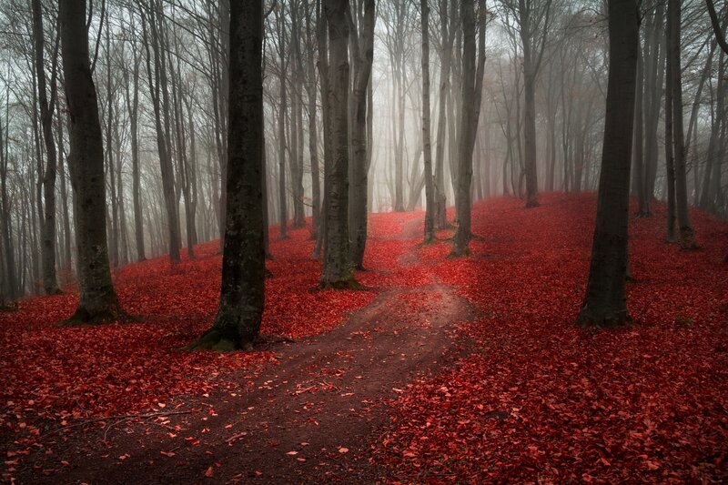 Red-leafed Forest Path — Red, Misty