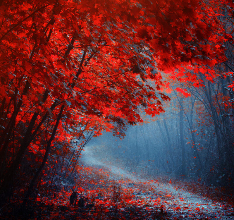 Red-leafed Forest Path — Red, Mysterious, Autumn, Digital Art