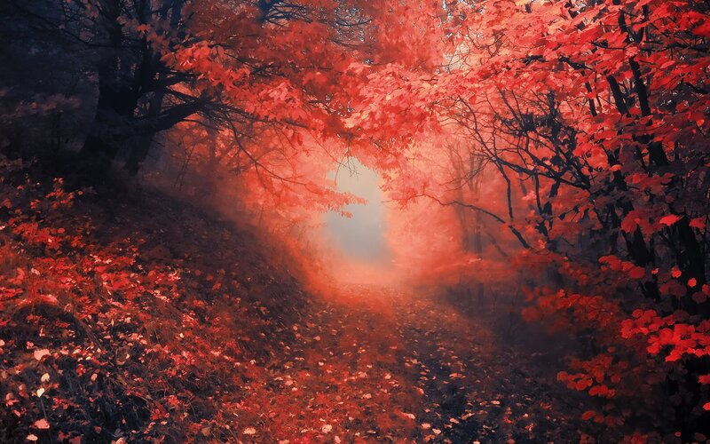 Red-leafed Forest Path — Red, Mysterious, Autumn, Digital Art, Trees, Fog, Leaves, Black