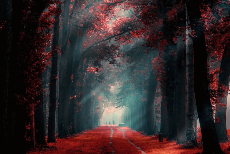 Red-leafed Forest Path — Red, Mysterious, Autumn, Digital Art, Trees, Sunlight