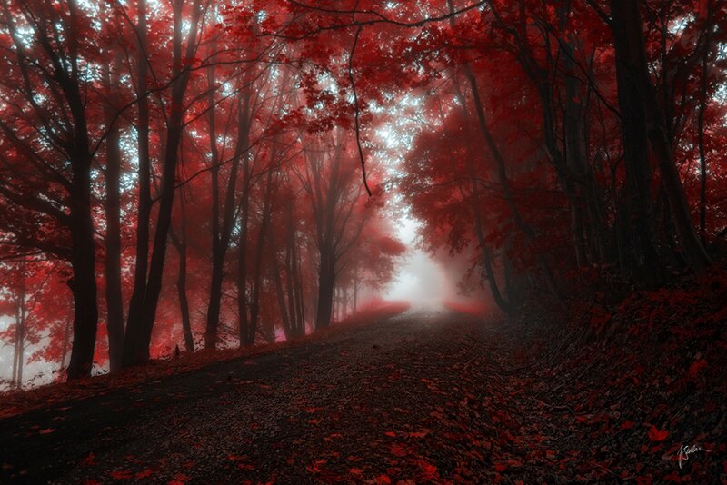 Red-leafed Forest Path — Red, Mysterious, Autumn, Digital Art, Trees