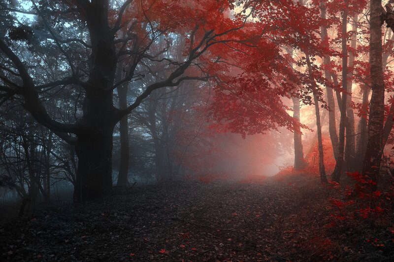 Red-leafed Forest Path — Red, Mysterious, Autumn, Photograph