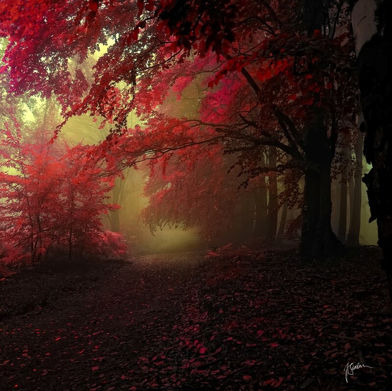 Red-leafed Forest Path — Red, Mysterious, Autumn, Photograph, Trees, Fog, Leaves