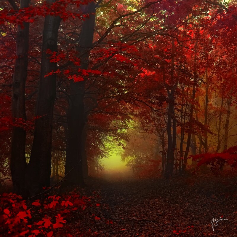 Red-leafed Forest Path — Red, Mysterious, Autumn, Photograph, Trees, Fog