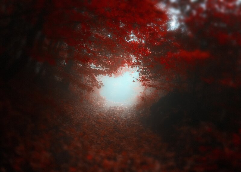Red-leafed Forest Path — Red, Mysterious, Autumn