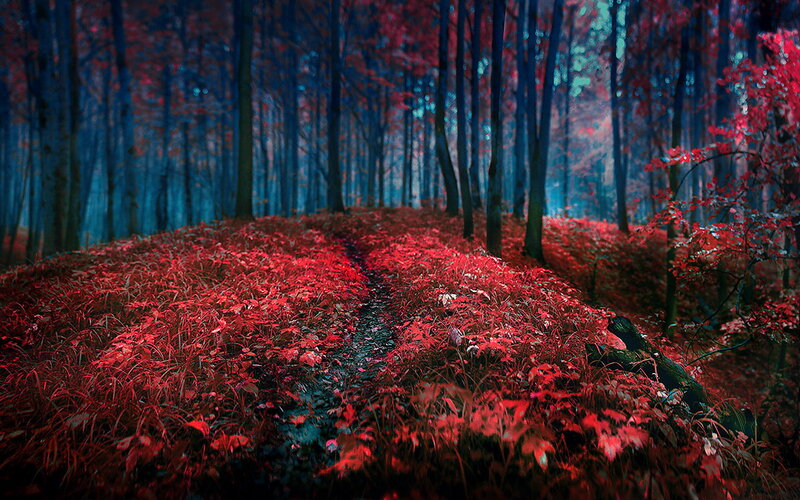 Red-leafed Forest Path — Red, Mystical, Autumn, Digital Art