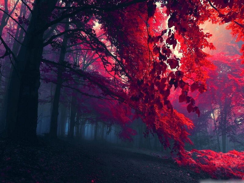 Red-leafed Forest Path — Red, Mystical, Autumn, Digital Art, Trees