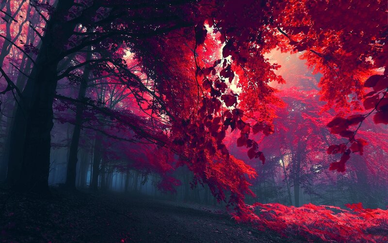 Red-leafed Forest Path — Red, Mystical, Autumn
