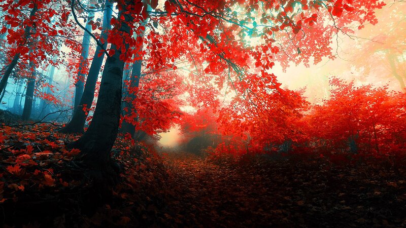 Red-leafed Forest Path — Red, Serene, Autumn, Digital Art