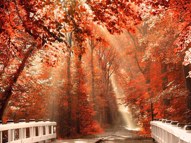 Red-leafed Forest Path — Red, Serene, Autumn, Photograph